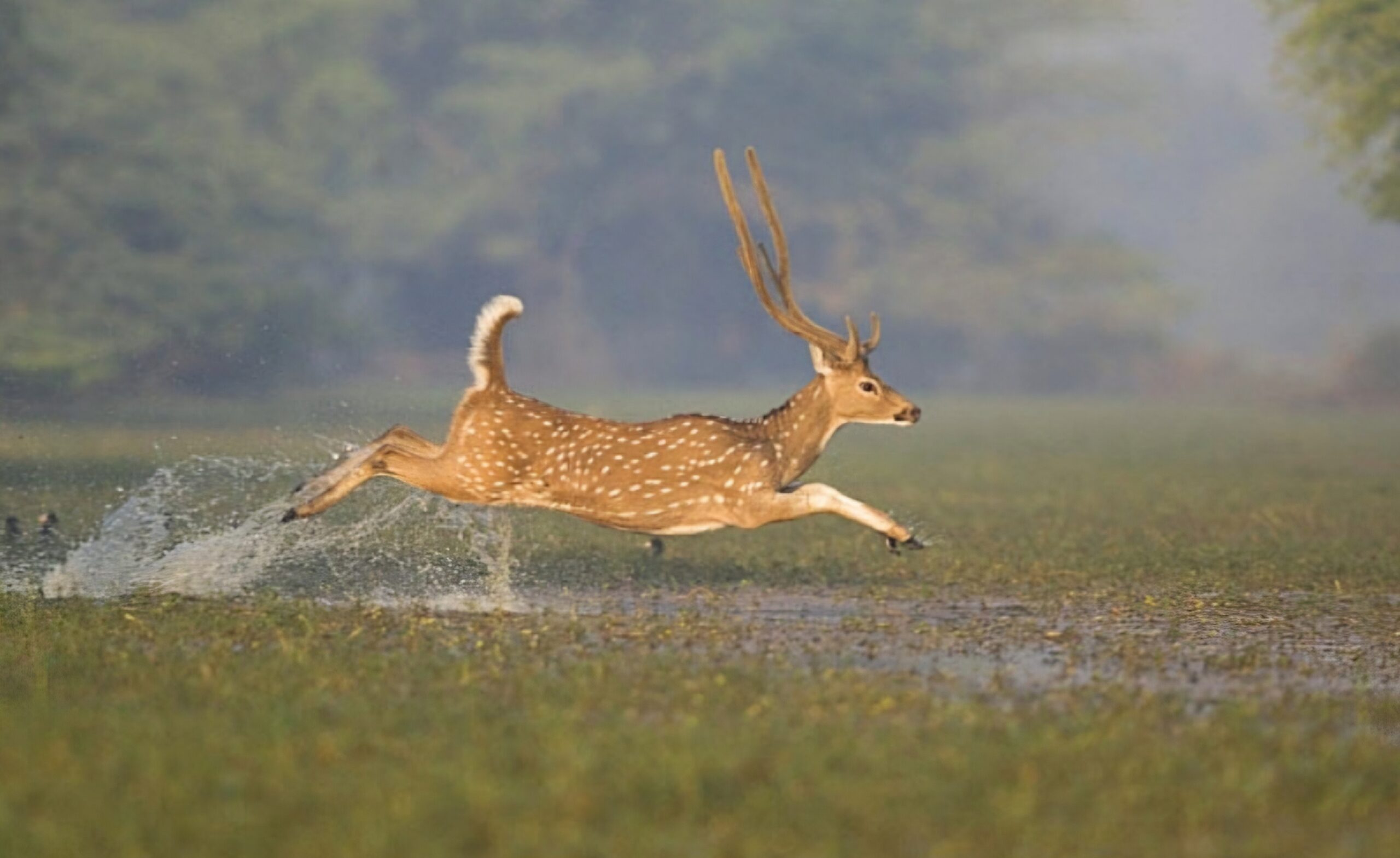 Screenshot_20240823_143333_Chrome